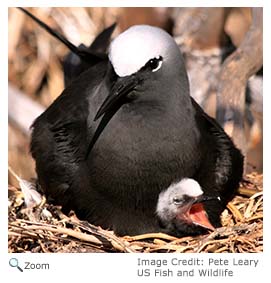 Black Noddy