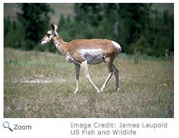 Pronghorn