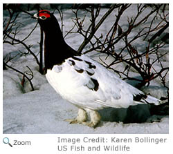 Rock Ptarmigan