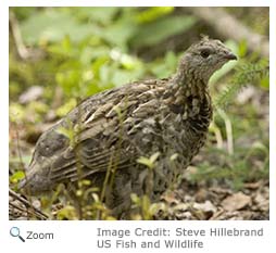 Rock Ptarmigan