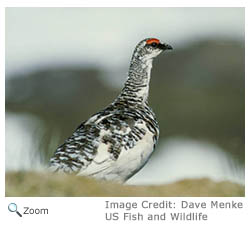 Rock Ptarmigan