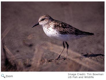 semipalmated sandpiper