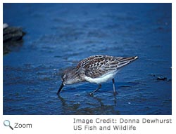 Western Sandpiper