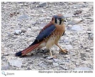 American Kestrel