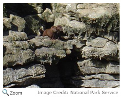 American Mink