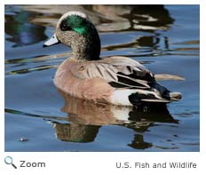 American Wigeon