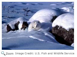 Arctic Fox