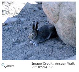 Arctic Hare