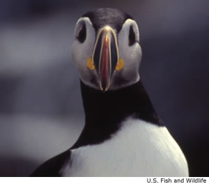 Atlantic Puffin