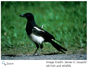 Black Billed Magpie