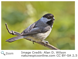 Black-capped chickadee