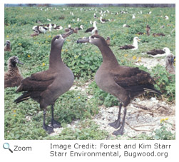 Black-footed Albatross