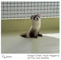 Black-footed Ferret