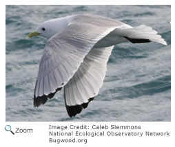 Black-legged Kittiwake