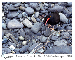 Black Oystercatcher