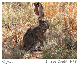 Black-tailed Jackrabbit