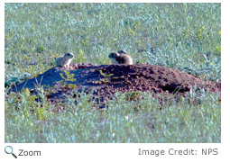 Black-tailed Prairie Dog