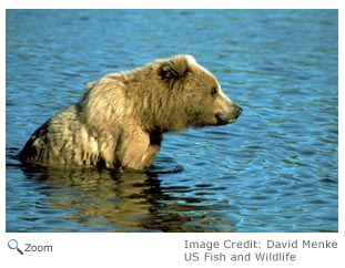 Brown Bear