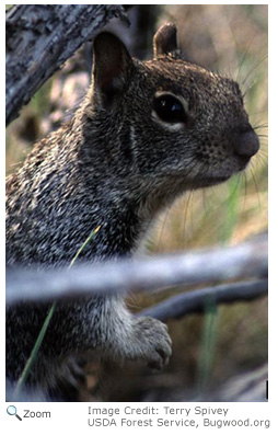 California Ground Squirrel