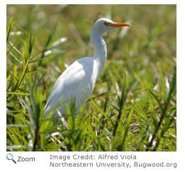 Cattle Egret