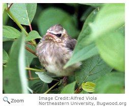 Cedar Waxwing