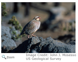 Chukar