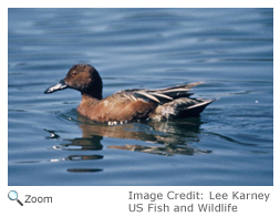 Bairds sandpiper