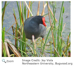 common moorhen