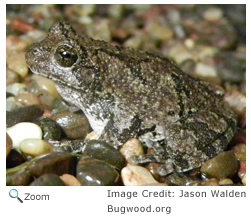 Gray Tree Frog