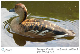 Fulvous Whistling Duck