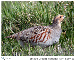 Gray Partridge