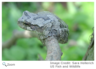 Gray Tree Frog