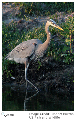 Great Blue Heron