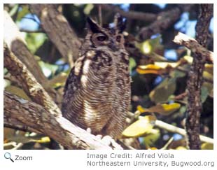 Great Horned Owl