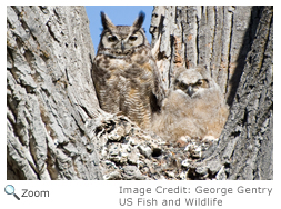 Great Horned Owl