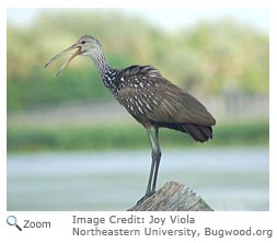 Limpkin