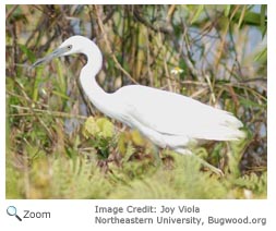 Little Blue Heron