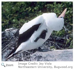 Masked Booby