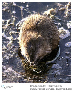 Muskrat