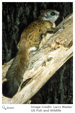 Northern Flying Squirrel