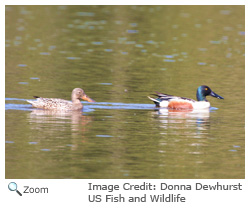 Northern Shoveler