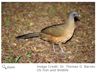 Plain Chachalaca