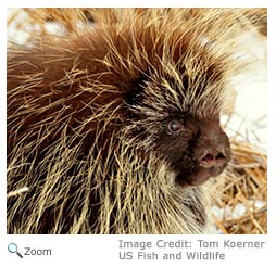 Porcupine