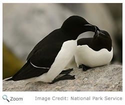 Razorbill