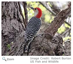 Red-bellied Woodpecker