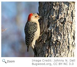 Red-bellied Woodpecker