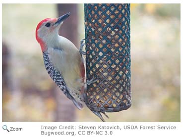 Red-bellied Woodpecker