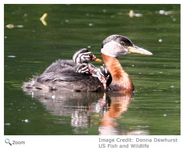 Red-necked Grebe