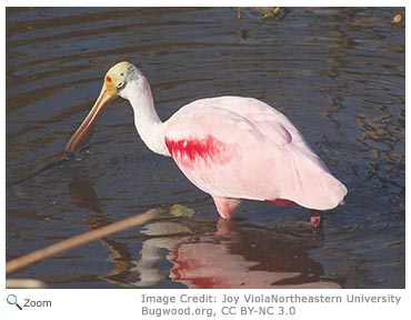 Roseate Spoonbill