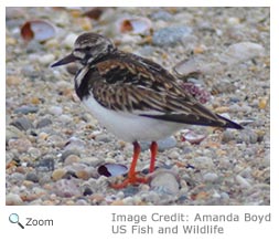 Ruddy Turnstone